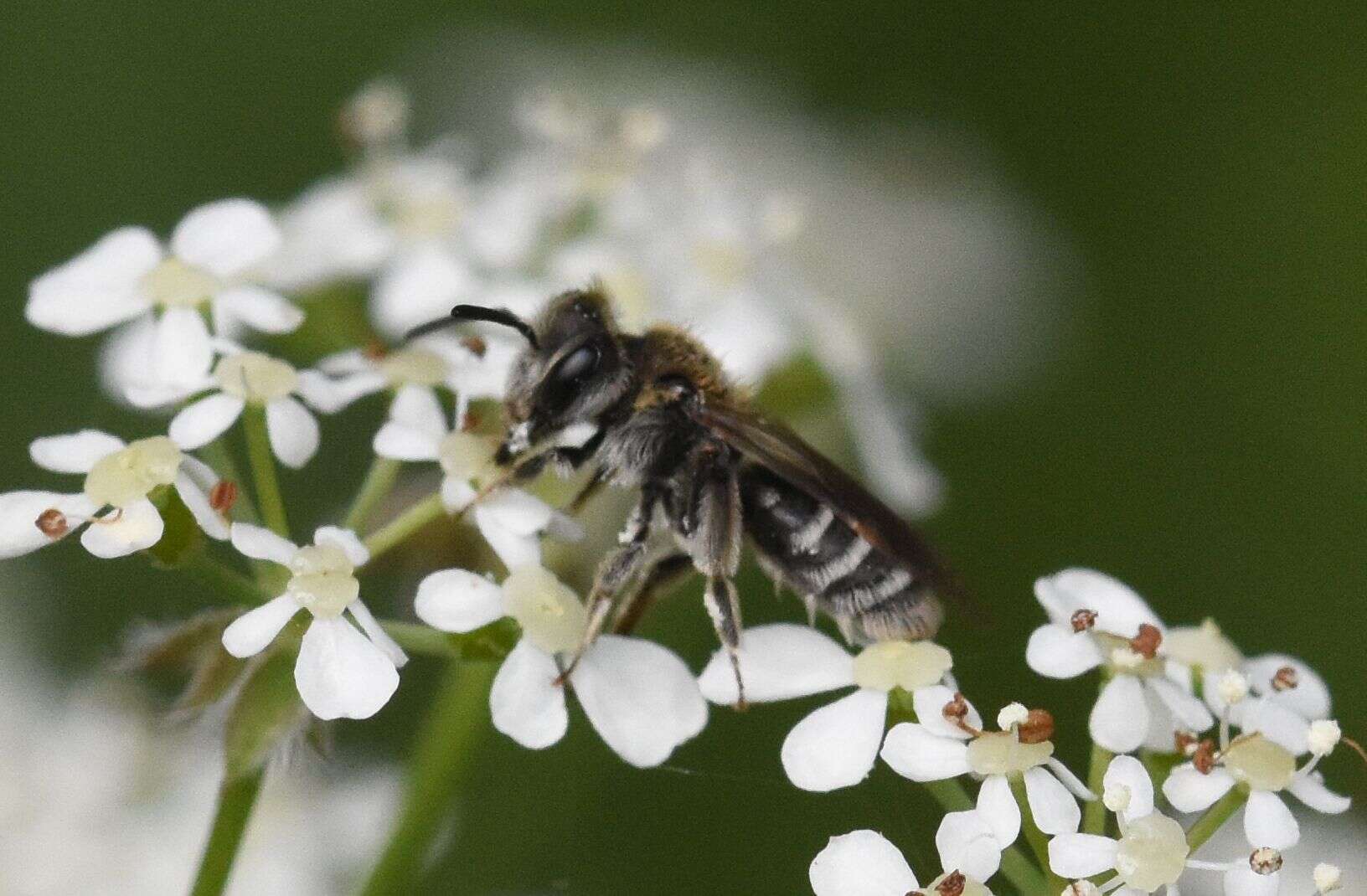 صورة Andrena coitana (Kirby 1802)