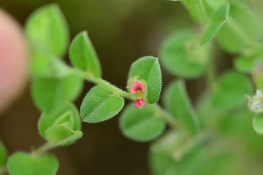 Imagem de Indigofera cordifolia Roth