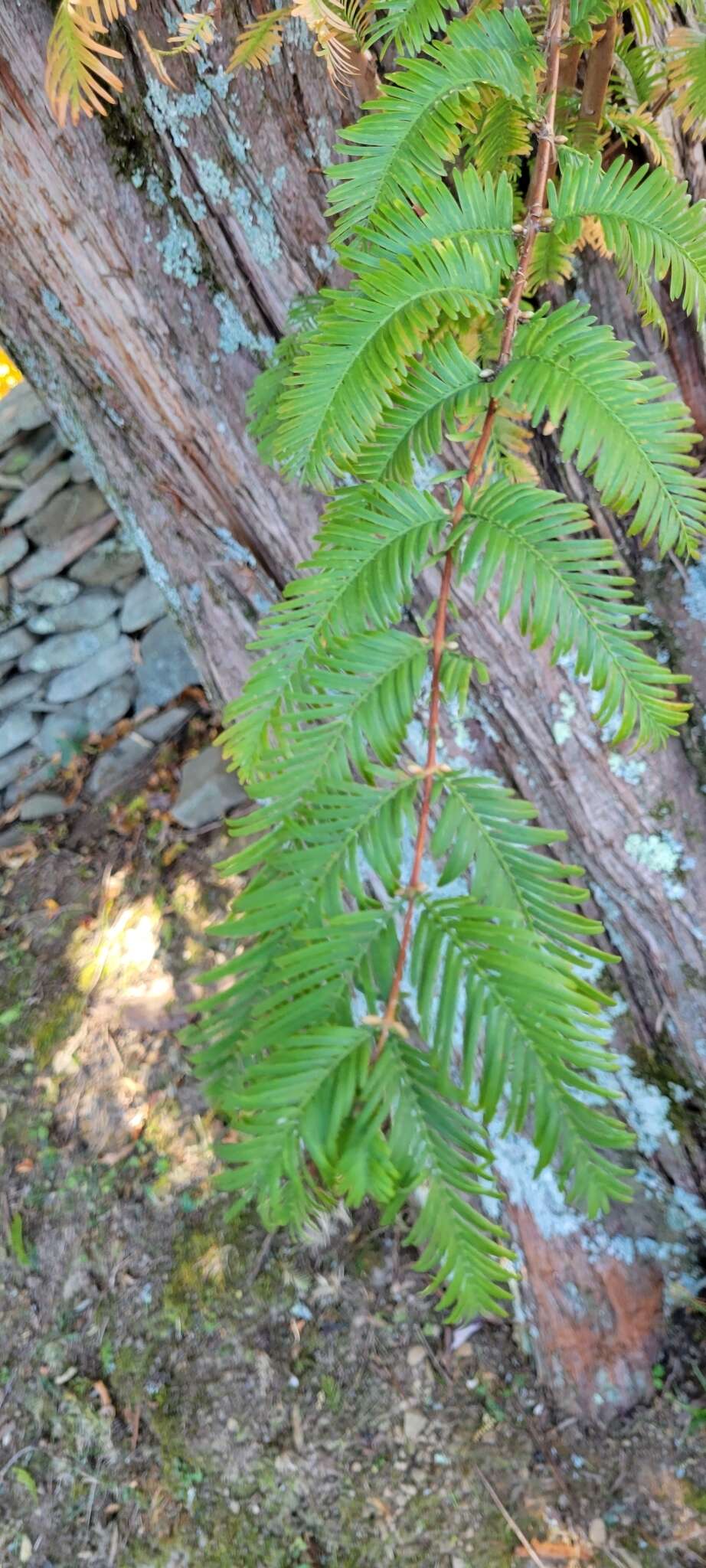 Image of dawn redwood