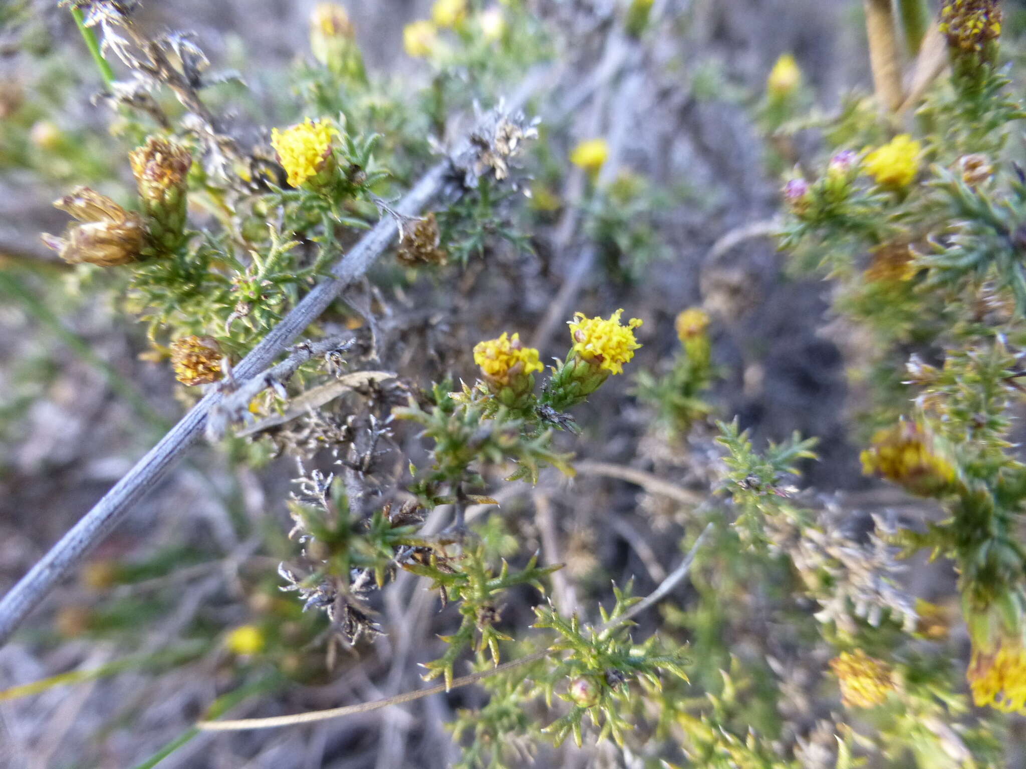 Imagem de Marasmodes spinosa S. Ortiz