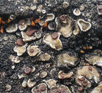 Image of false Russell's fishscale lichen