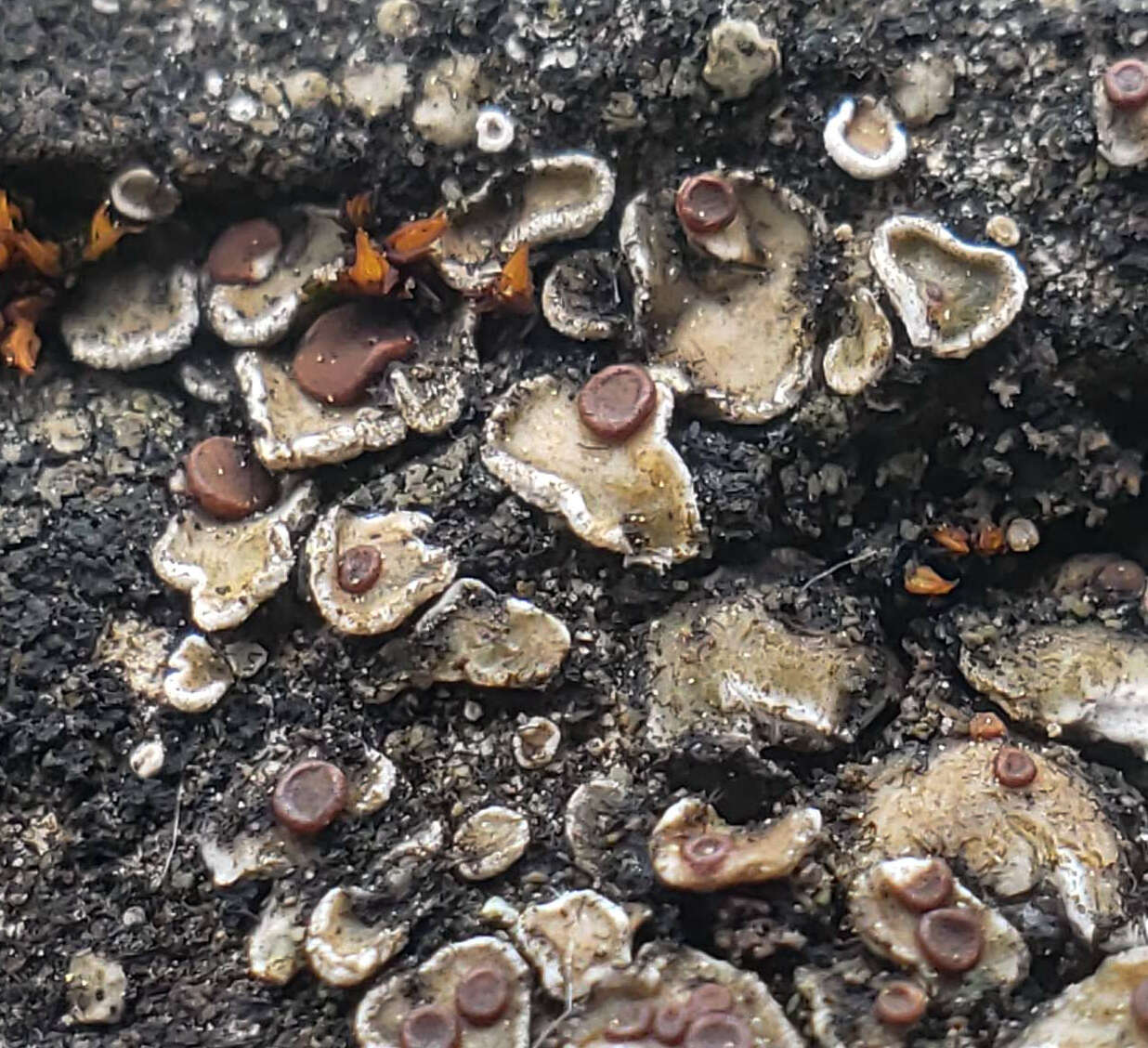 Image of false Russell's fishscale lichen