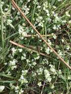 Image of heath bedstraw