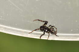 Image of Trashline orbweaver