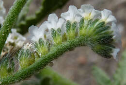 Plancia ëd Heliotropium ramosissimum (Lehm.) Sieb. ex DC.