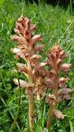 Imagem de Orobanche caryophyllacea Sm.