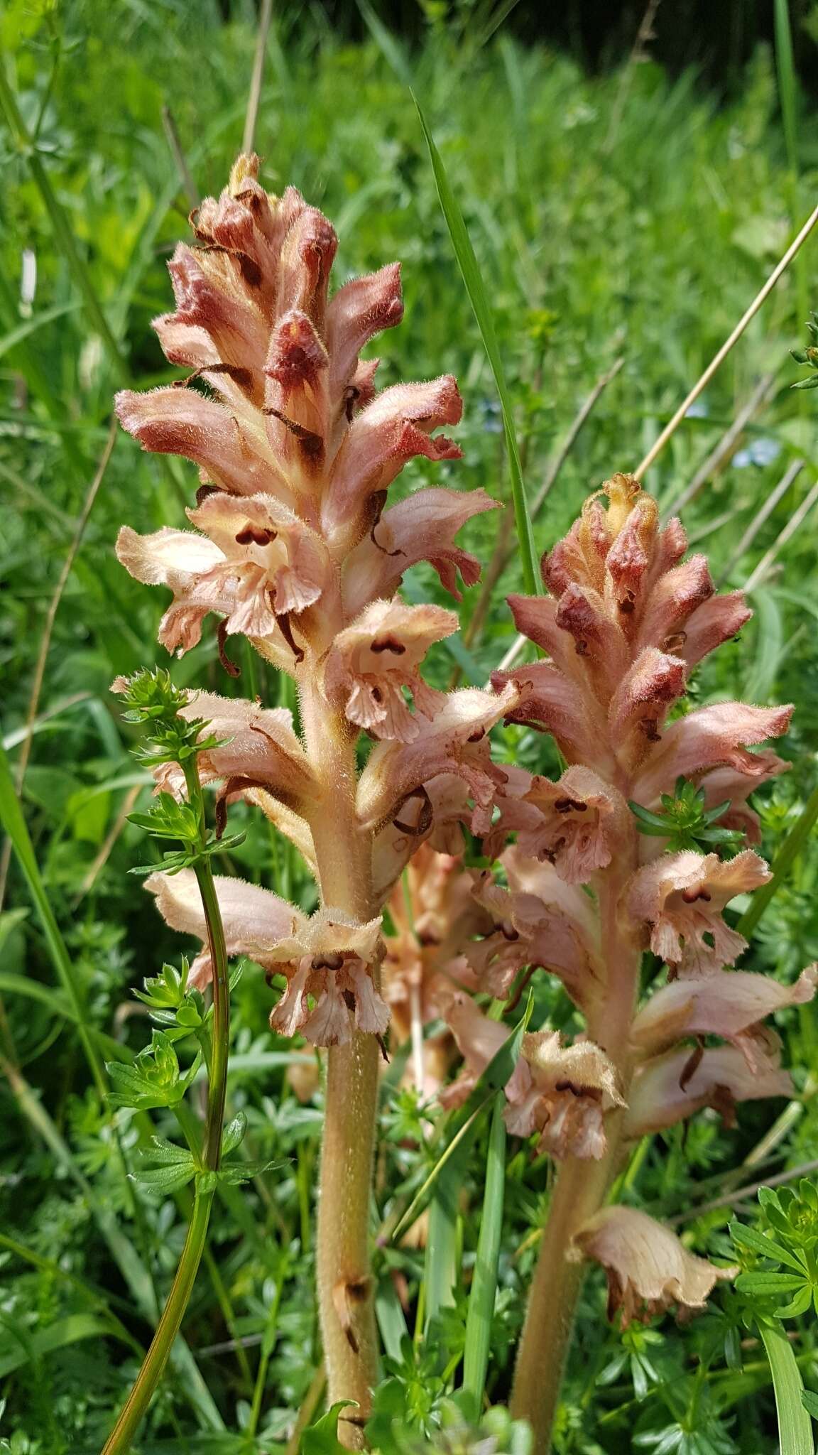 Imagem de Orobanche caryophyllacea Sm.