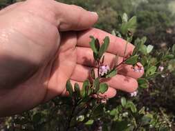 Слика од Arctostaphylos densiflora M. S. Baker