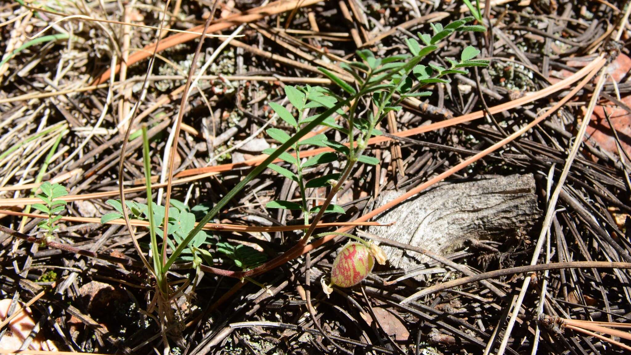 Imagem de Astragalus subcinereus A. Gray