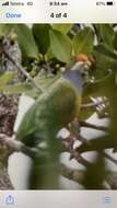 Image of Orange-fronted Fruit Dove