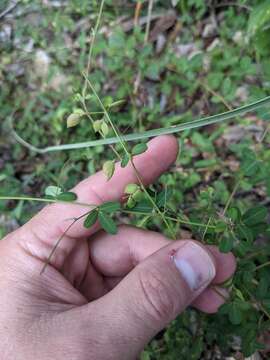 Image of Texas lespedeza