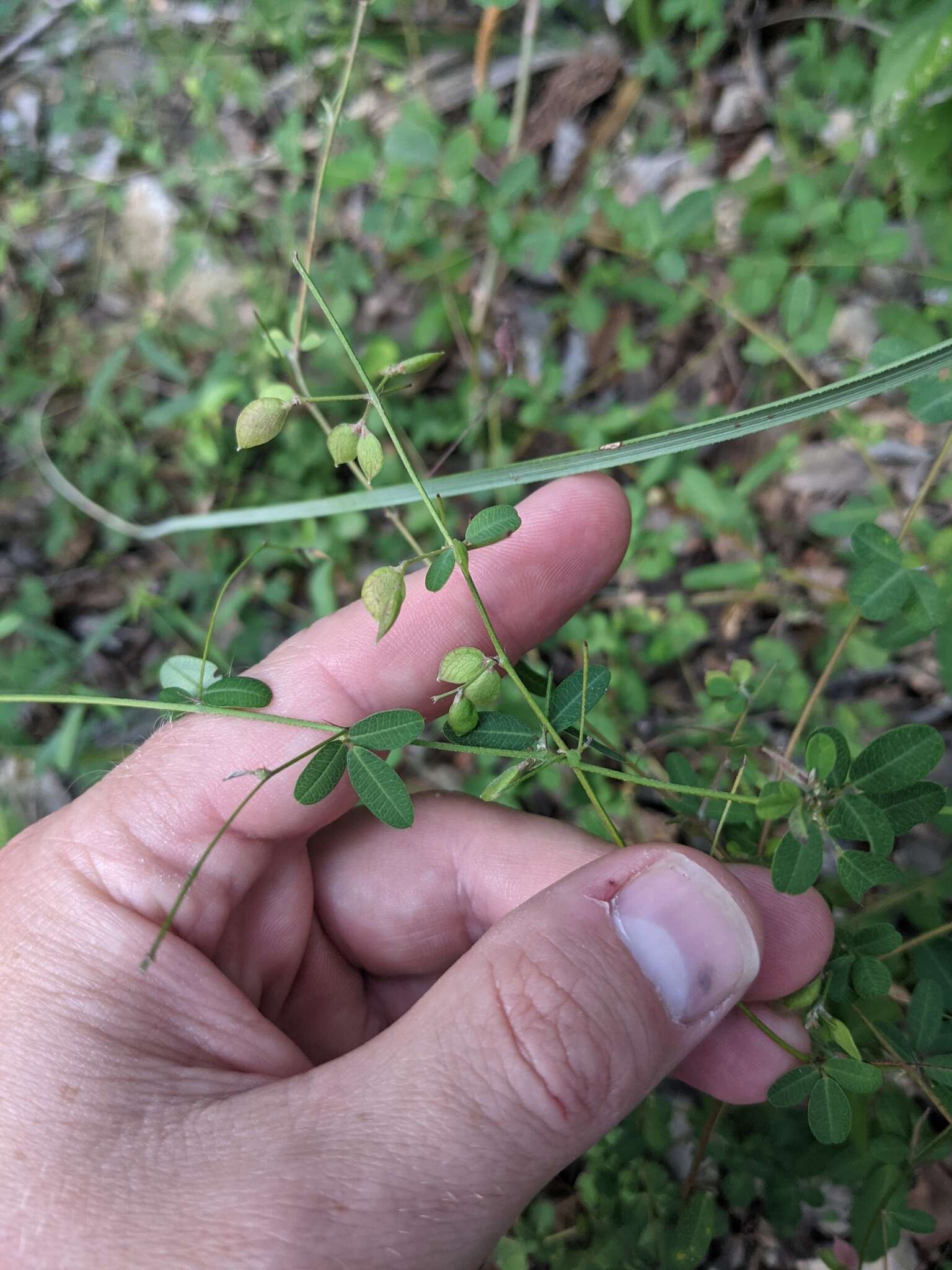 Слика од Lespedeza texana Britton