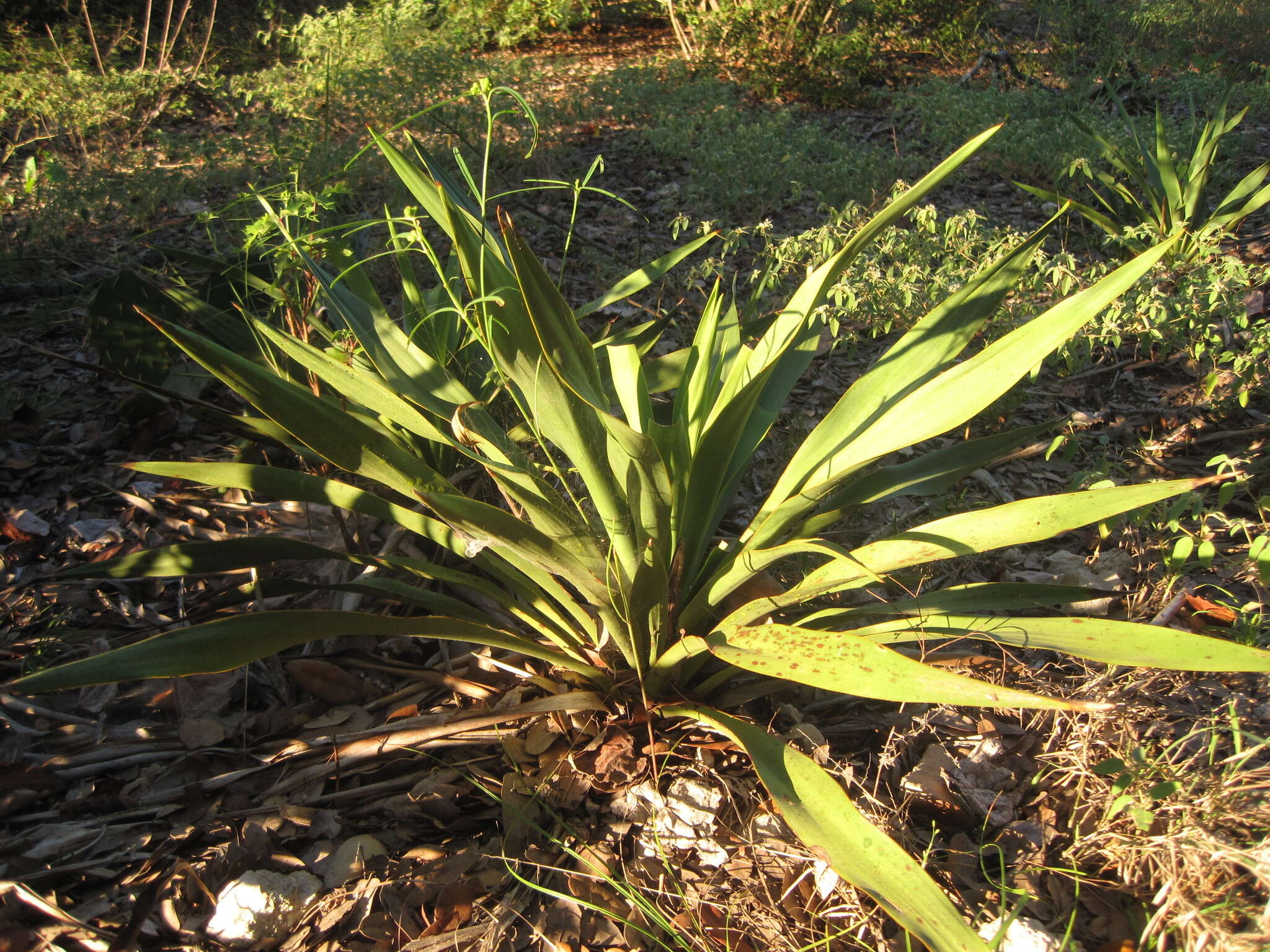 Image of Texas yucca