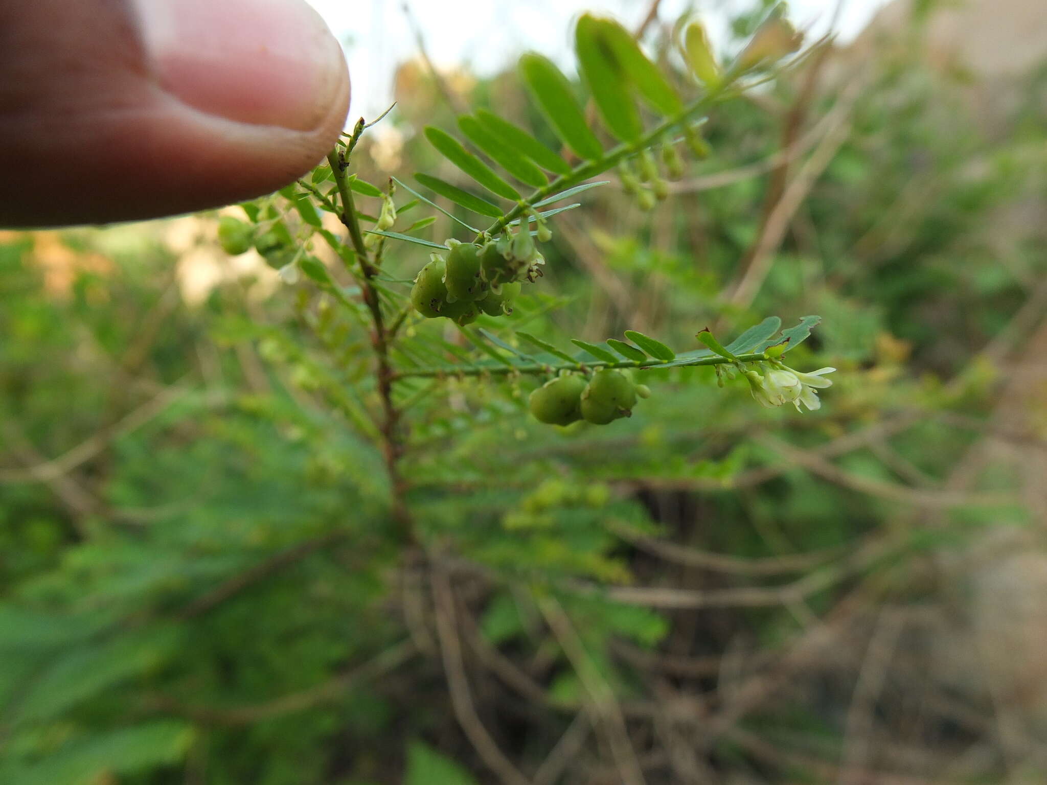 Image de Phyllanthus lawii J. Graham