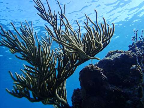 Image of Black Sea rod