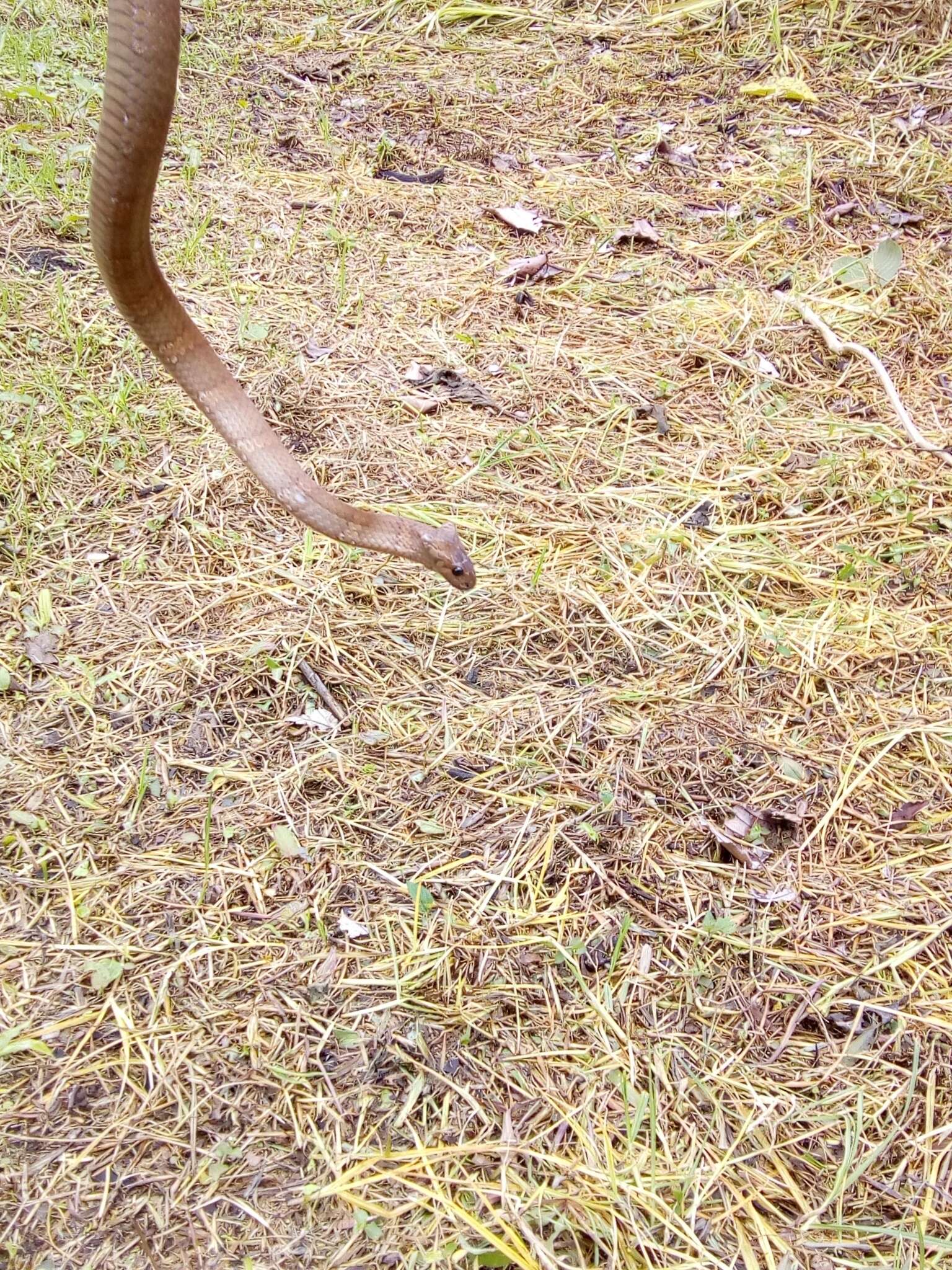 Image of Tropical Snail-eater