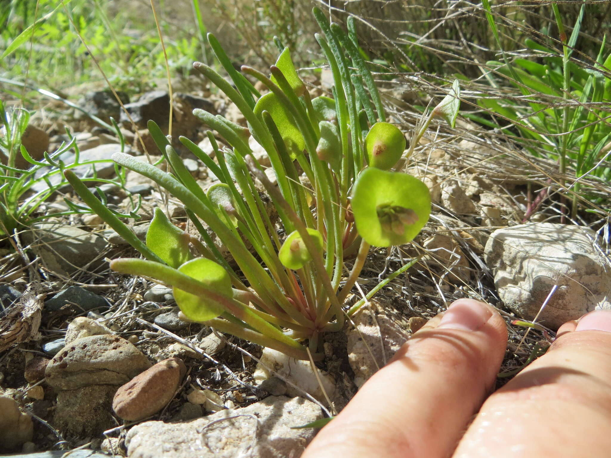 Image de Claytonia parviflora subsp. utahensis (Rydberg) John M. Miller & K. L. Chambers