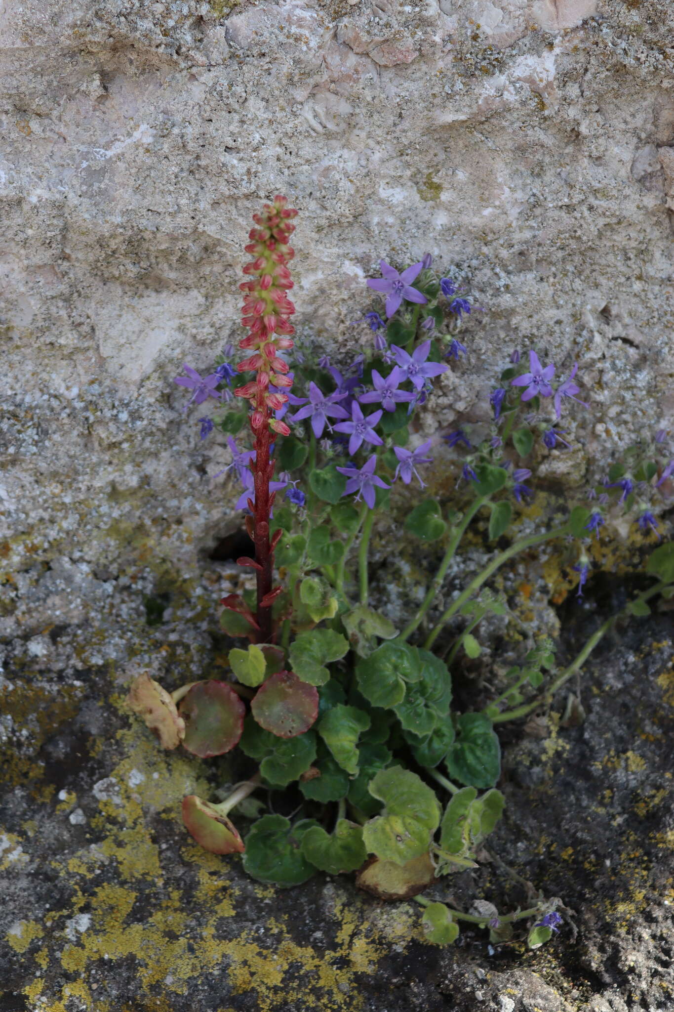 Image of Adriatic bellflower