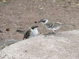 Image of Galapagos Mockingbird