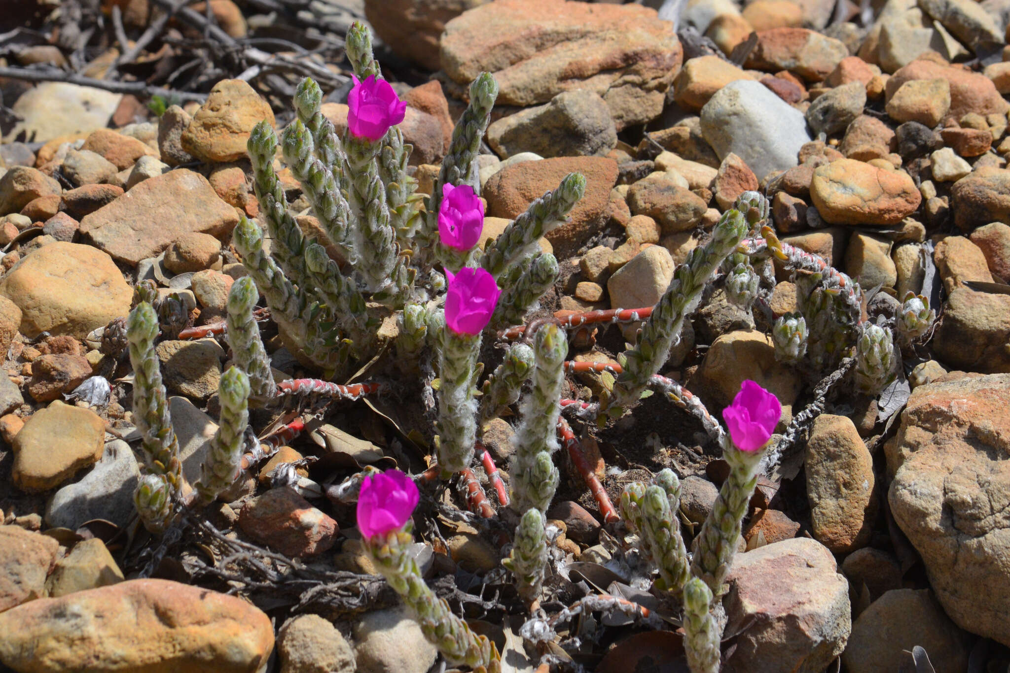 Image of Portulaca giuliettiae T. Vieira & A. A. Coelho