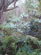 Image of Chatham Island Christmas tree