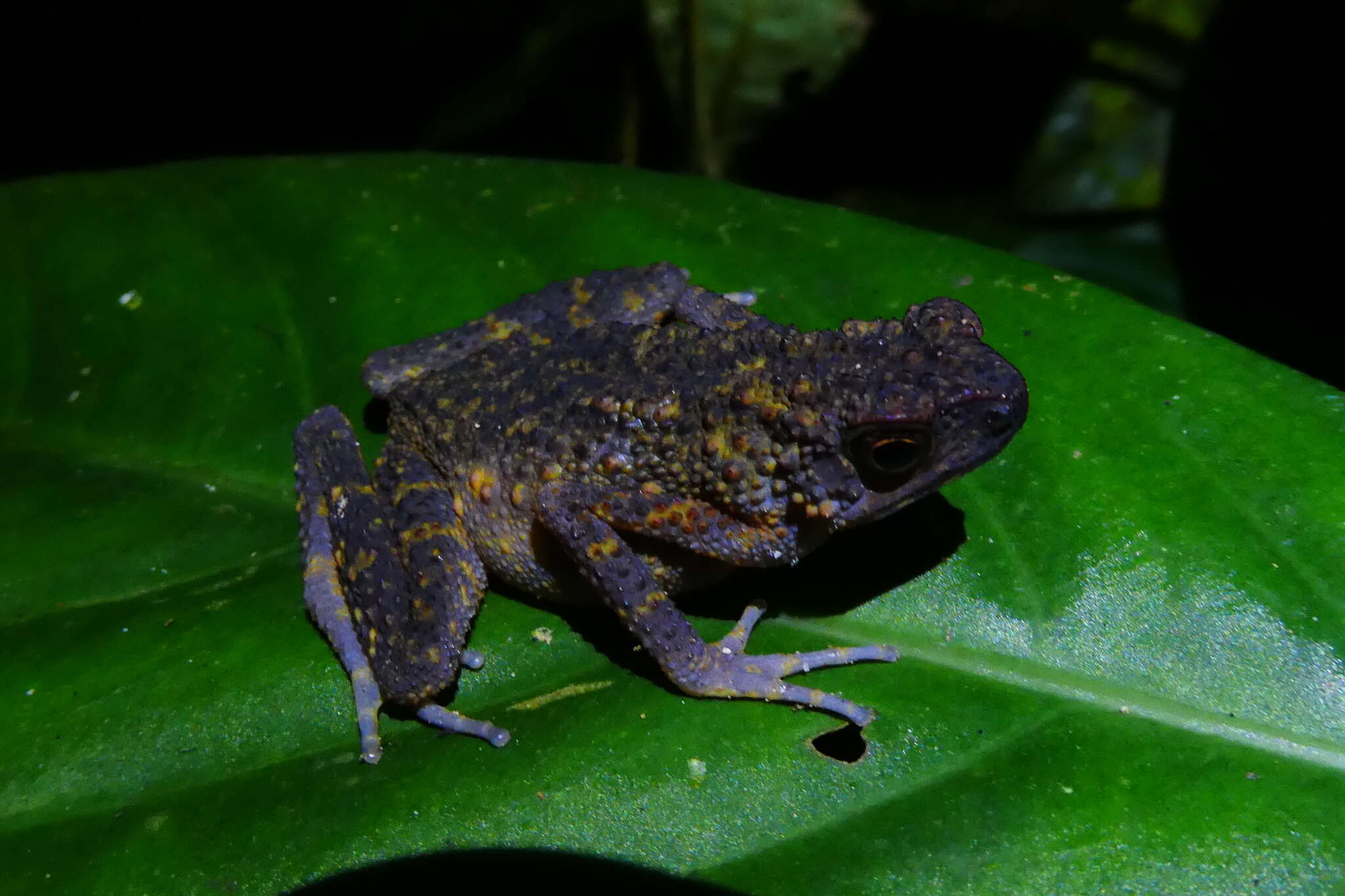 Image of Long-fingered Slender Toad
