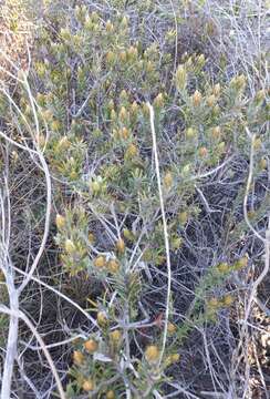 Image of Phylica plumosa L.