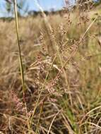 Image of Gumgrass