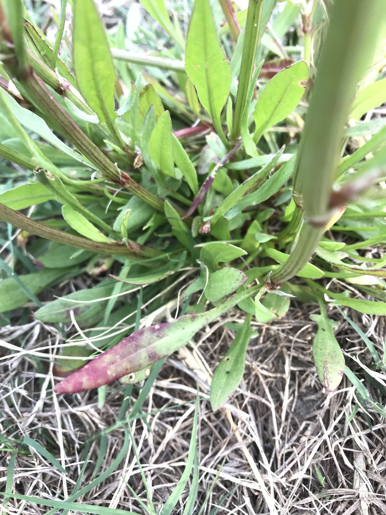 Image de Rumex hastatulus Baldw. apud Ell.