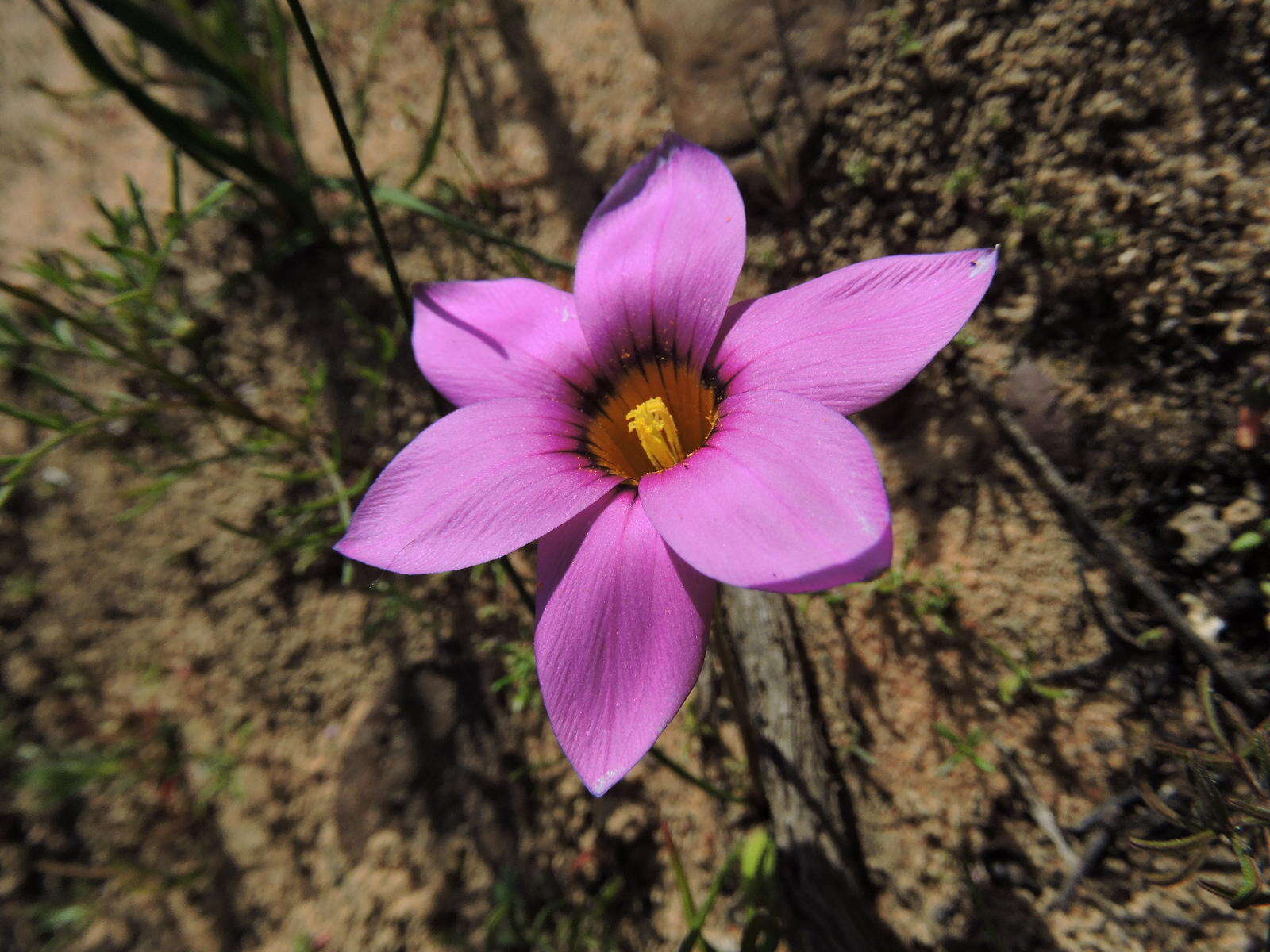 Image of rosy sandcrocus