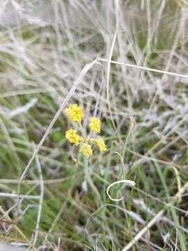 صورة Lomatium triternatum (Pursh) Coult. & Rose