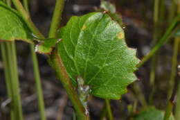 Image of Xanthosia rotundifolia DC.