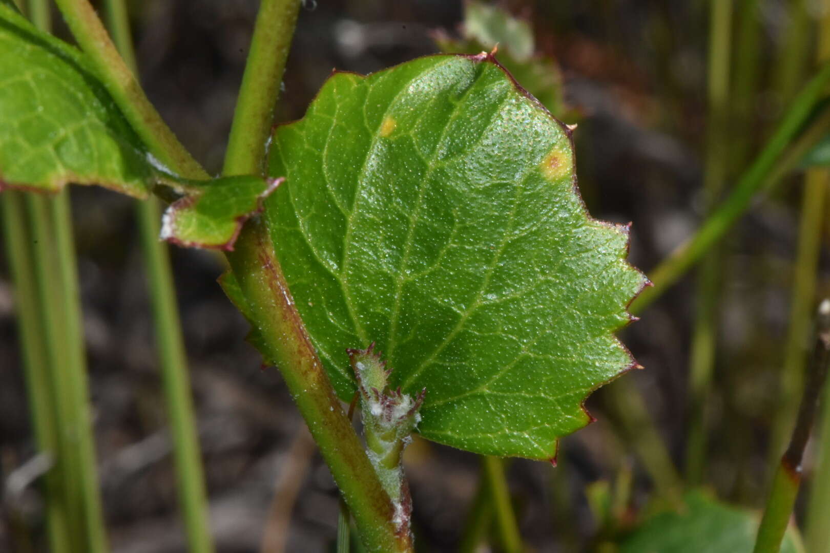 Image of Xanthosia rotundifolia DC.