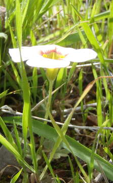 Image of Oxalis obtusa Jacq.