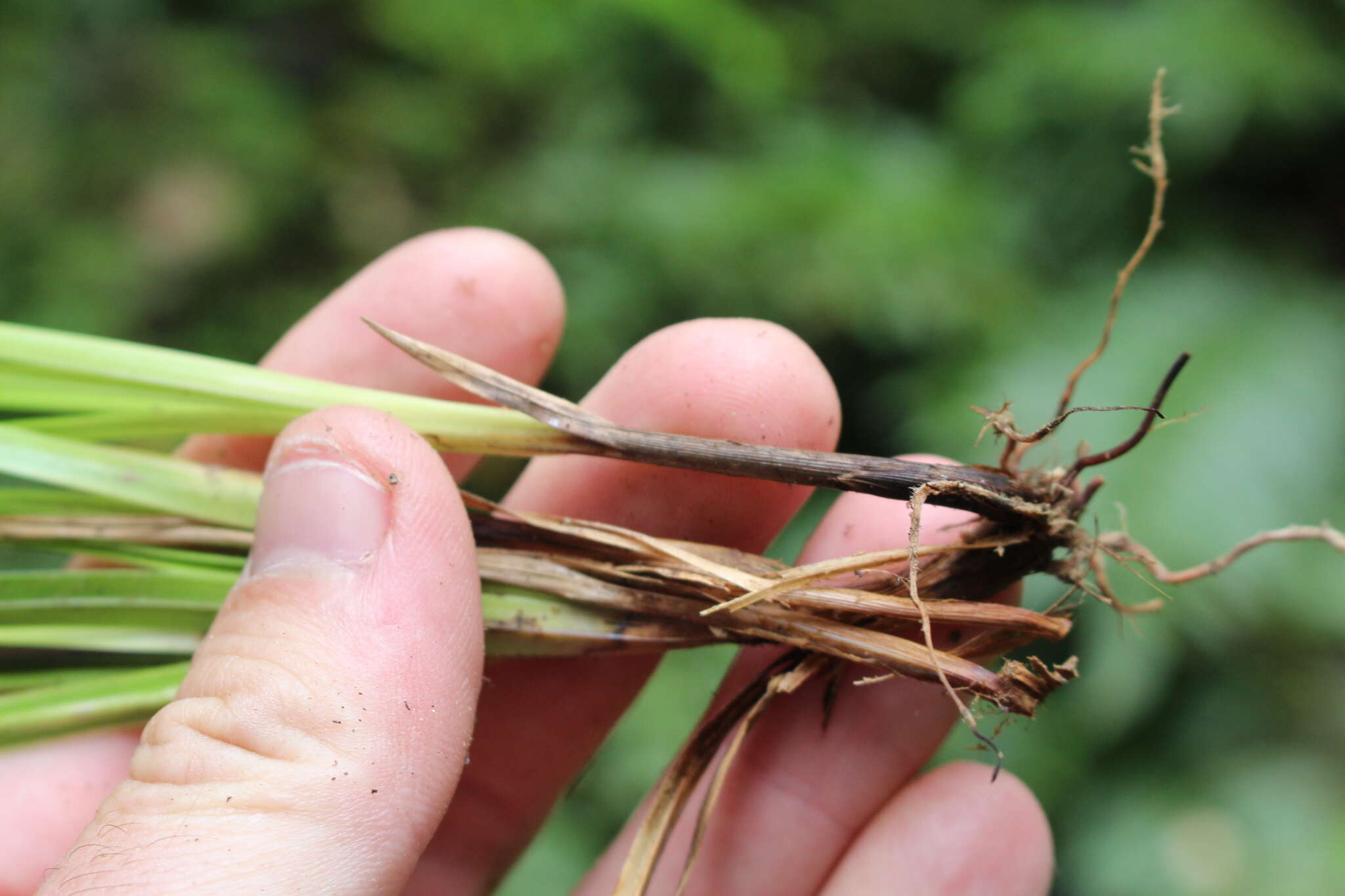 Image of Carex corynoidea K. A. Ford