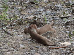 Слика од Mustela erminea richardsonii Bonaparte 1838