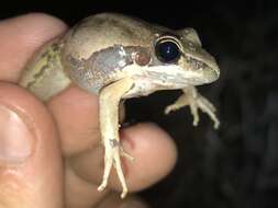 Image of Pale Frog