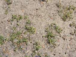 Image of Astragalus pelecinus (L.) Barneby