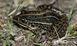 Слика од Leptodactylus gracilis (Duméril & Bibron 1840)