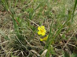 Image of Potentilla humifusa Willd.