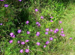 Image of Carpet geranium