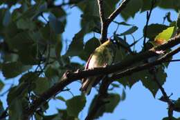 Image of Cape May Warbler