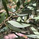 Image of Logania albiflora (Andrews & Jacks.) Druce