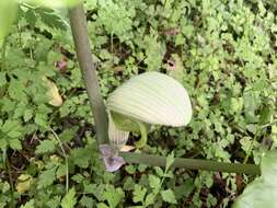 Arisaema ringens (Thunb.) Schott的圖片