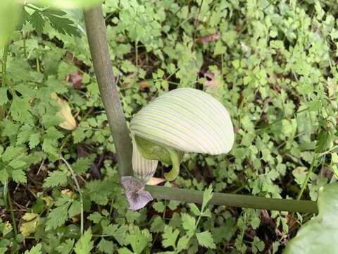 Image of Arisaema ringens (Thunb.) Schott