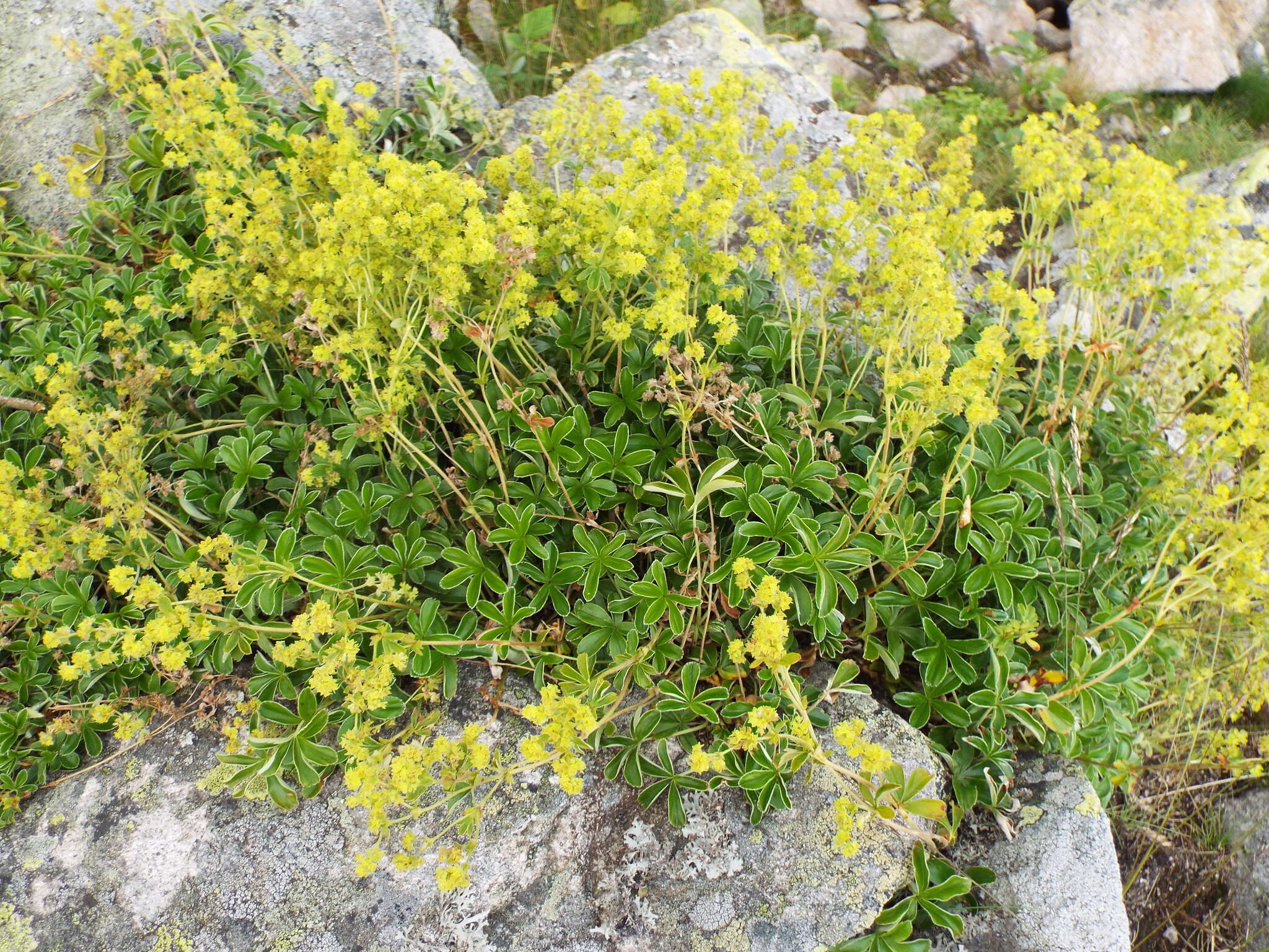 Image of Alchemilla saxatilis Buser