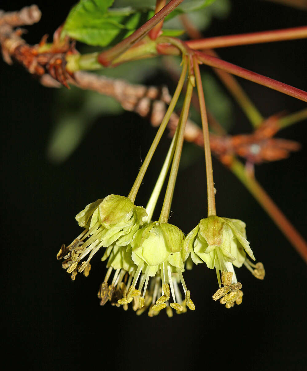 Plancia ëd Acer mandshuricum Maxim.