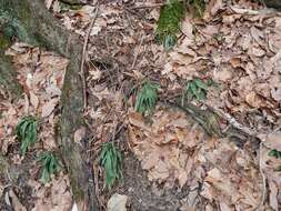 Imagem de Carex platyphylla J. Carey