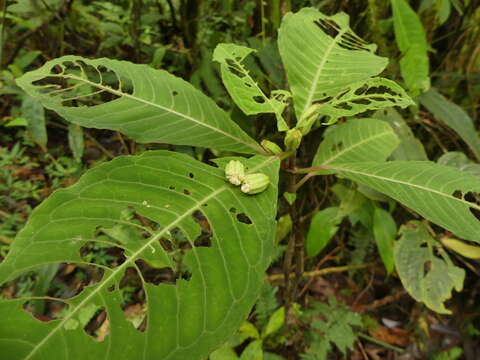 Imagem de Fuchsia macrostigma Benth.