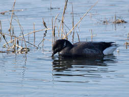 صورة Branta bernicla bernicla (Linnaeus 1758)